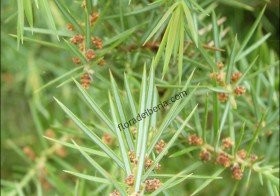 “Juniperus communis” (Enebro común)